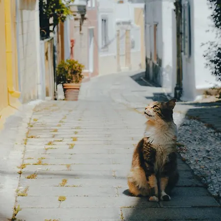 Vakantiehuis Aspasias Traditional House Koskinou (Rhodes)
